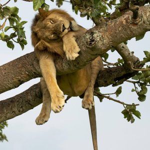 Meet your Posher, Mr. Happy